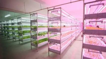 植物工廠與內陸水產養殖 未來農業的新趨勢